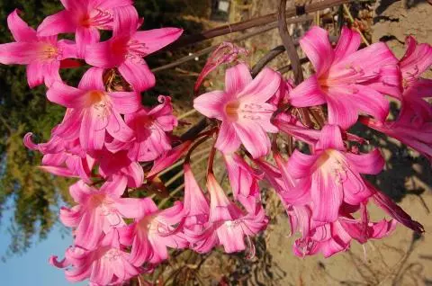 Amaryllis belladonna Rose foncé, (extra tardive)
