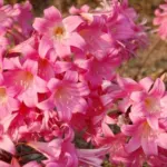 Amaryllis belladonna Rose foncé, (extra tardive) — photo 3