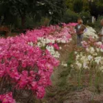 Amaryllis belladonna Rose foncé, (extra tardive) — photo 4