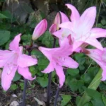 Amaryllis belladonna Bidwell hybrid