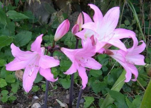 Amaryllis belladonna Bidwell hybrid