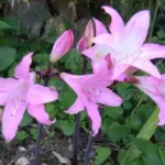 Amaryllis belladonna Bidwell hybrid