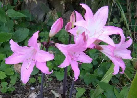 Amaryllis belladonna Bidwell hybrid