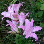 Amaryllis belladonna Bidwell hybrid — amaryllis