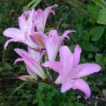 Amaryllis belladonna Bidwell hybrid — photo 2