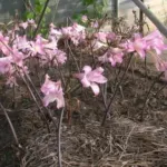 Amaryllis belladonna Bidwell hybrid — photo 3
