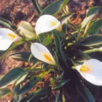 Zantedeschia aethiopica White Gnome