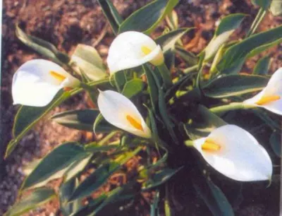 Zantedeschia aethiopica White Gnome