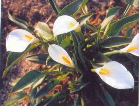 Zantedeschia aethiopica White Gnome