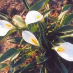 Zantedeschia aethiopica White Gnome