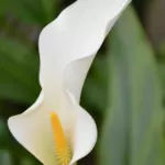 Zantedeschia aethiopica White Gnome — Zantedeschia