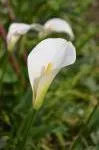Zantedeschia aethiopica White Gnome — aethiopica