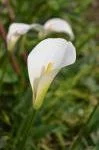 Zantedeschia aethiopica White Gnome — photo 3
