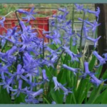 Hyacinthus orientalis type