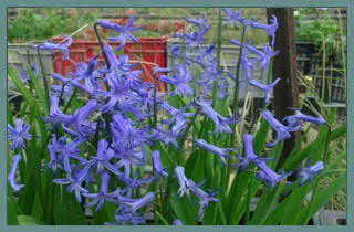 Hyacinthus orientalis type