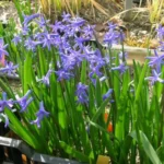 Hyacinthus orientalis type — photo 2