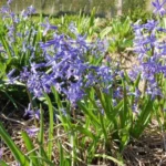 Hyacinthus orientalis type — photo 3