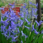 Hyacinthus orientalis type — photo 4