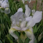 Iris germanica ‘florentina’