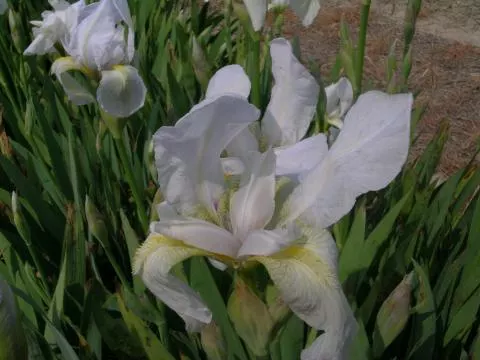 Iris germanica ‘florentina’