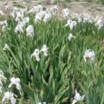 Iris germanica ‘florentina’ — iris
