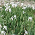 Iris germanica &lsquo;florentina&rsquo; — photo 2