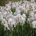 Iris germanica ‘florentina’ — albicans