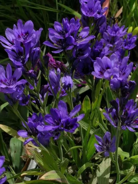 Babiana rubrocyanea / stricta