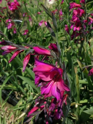 Gladiolus communis byzantinus