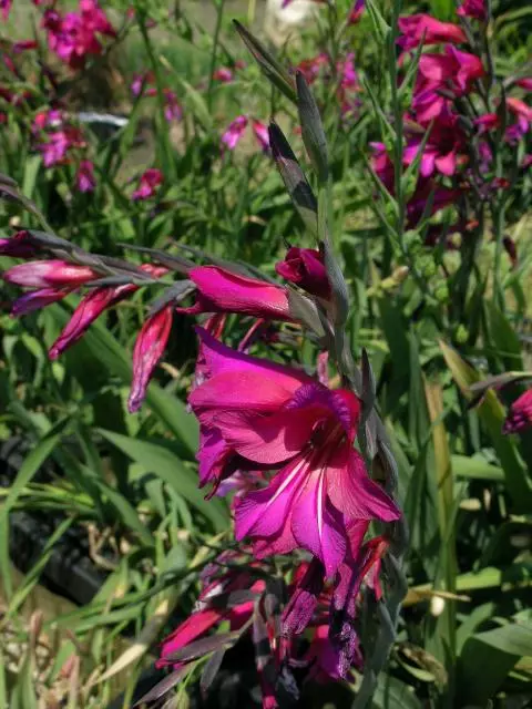 Gladiolus communis byzantinus