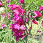 Gladiolus communis byzantinus — Gladiolus