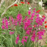 Gladiolus communis byzantinus — communis
