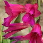 Gladiolus communis byzantinus — byzantinus