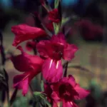 Gladiolus communis byzantinus — photo 5