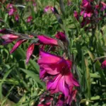 Gladiolus communis byzantinus — photo 6