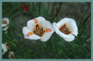 Calochortus venustus