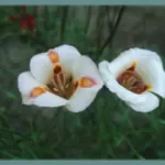 Calochortus venustus