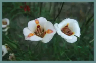 Calochortus venustus