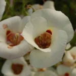 Calochortus venustus — californian
