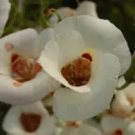 Calochortus venustus — californian