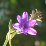 Conanthera campanulata