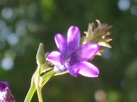 Conanthera campanulata