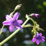 Conanthera campanulata — Conanthera