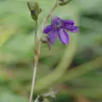 Conanthera campanulata — campanulata