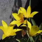Tulipa sylvestris