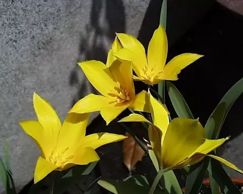 Tulipa sylvestris