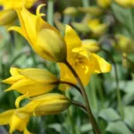 Tulipa sylvestris — Tulipa