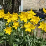 Tulipa sylvestris — sylvestris