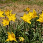 Tulipa sylvestris — australis