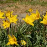 Tulipa sylvestris — australis